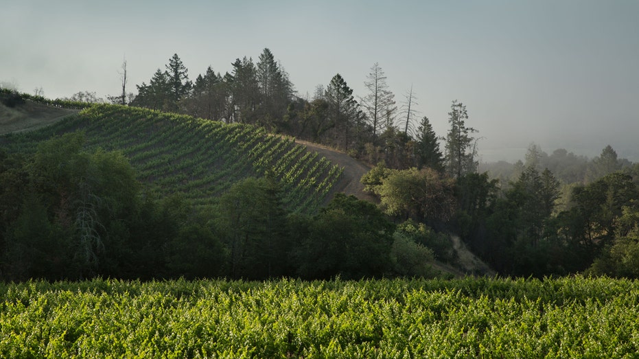 10 wine caves around California that offer unique tours for visitors