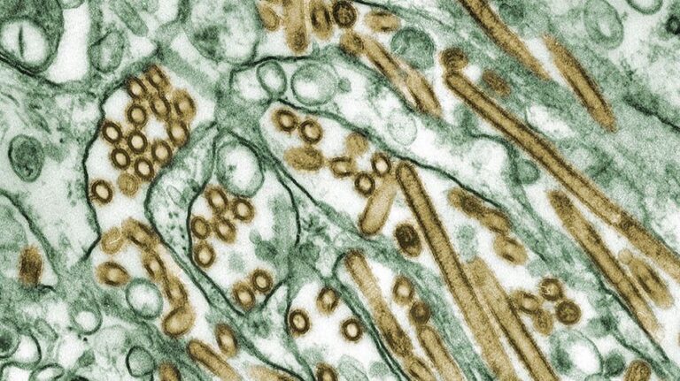 Washington state officials identify four new cases of bird flu, as H5N1 outbreak spreads