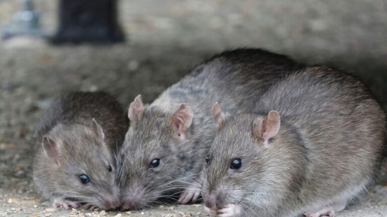 Lassa fever death reported in midwestern state, contact tracing begins