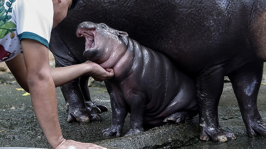 Thailand’s viral baby hippo Moo Deng predicts Donald Trump will win 2024 US presidential election