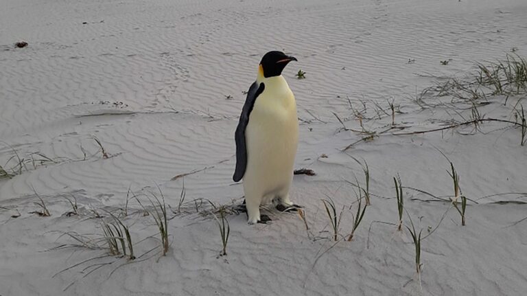 First emperor penguin known to reach Australia found alive on tourist beach