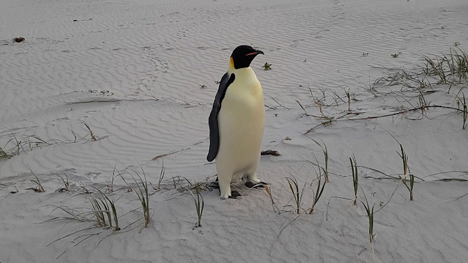 First emperor penguin known to reach Australia found alive on tourist beach