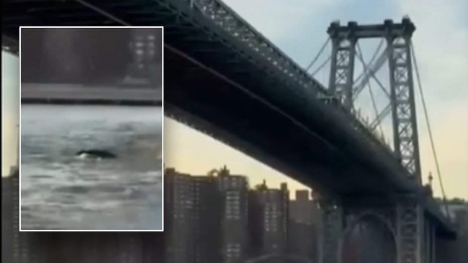 Whale caught on camera surprising New York City residents during swim under Brooklyn Bridge