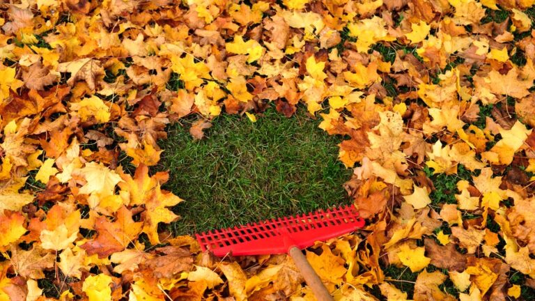 10 essential items for fall lawn care to keep your yard leaf-free