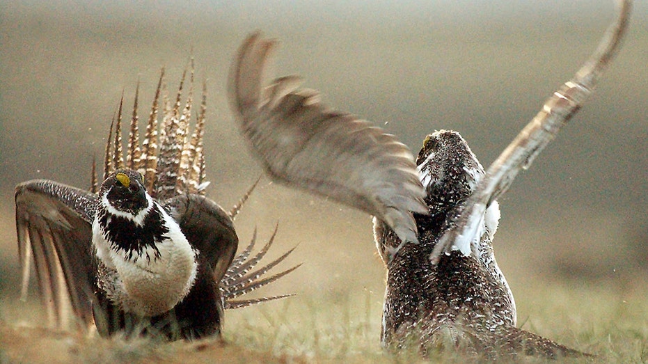 US to tighten restrictions on energy development to protect struggling sage grouse