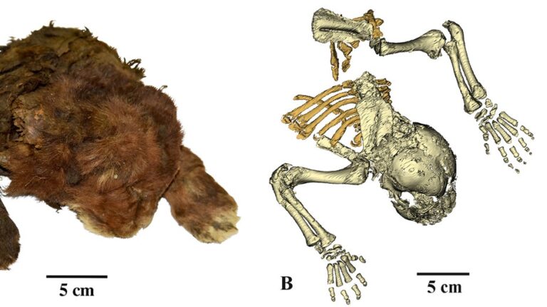 Scientists study ‘very rare’ frozen remains of 35,000-year-old saber-toothed cub