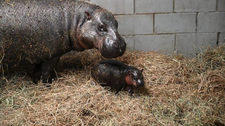 Zoo in Virginia launches poll to name newborn pygmy hippopotamus calf