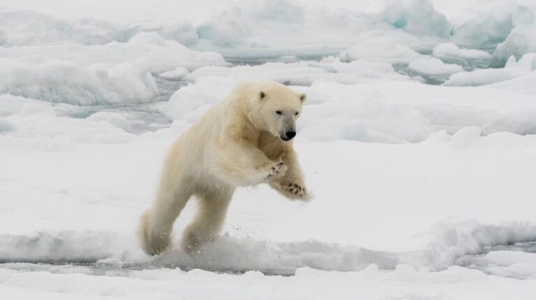 Husband leaps onto polar bear that lunged at wife in surprise attack: police