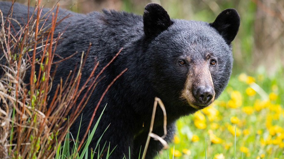 A hunter in Virginia died after a bear in a tree was shot, fell on him: authorities