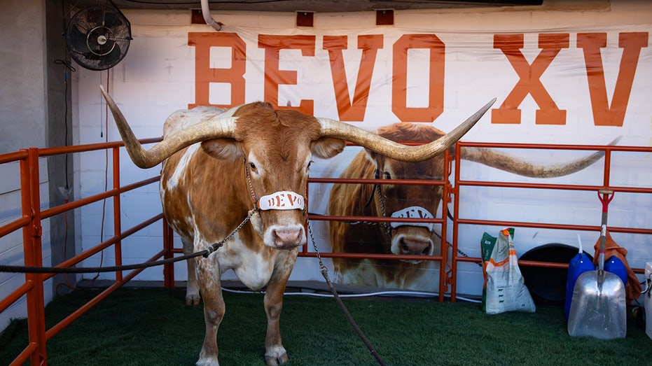 Texas football mascot Bevo barred from sidelines of upcoming CFP game, organizers say