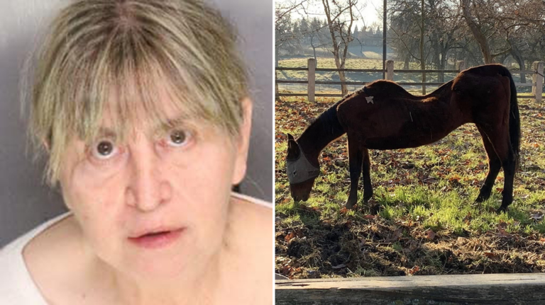 27 dead horses found in California, leading to woman's arrest