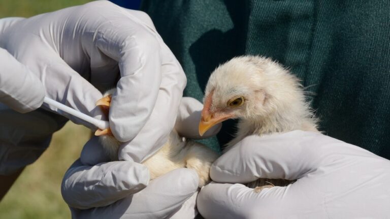 One state leads country in human bird flu with nearly 40 confirmed cases