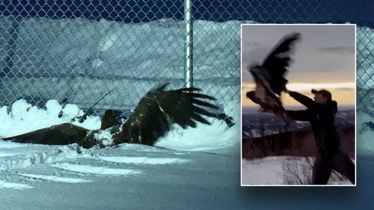 Alaska bald eagle found 'frozen and unable to fly' rescued by police: 'Ready to fly the coop'