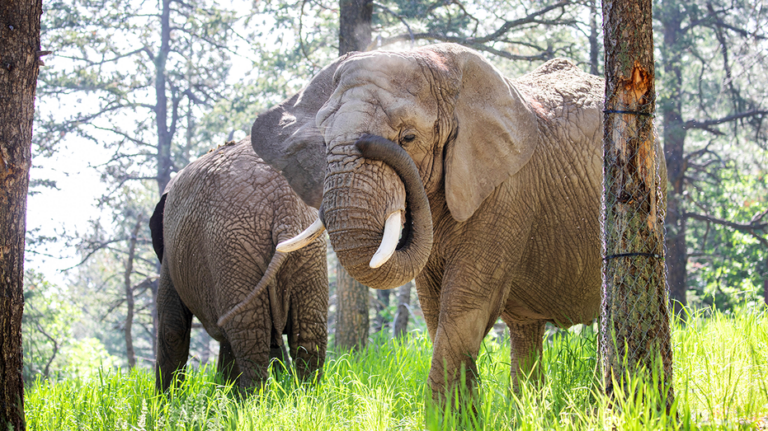 Colorado court rules elephants at zoo cannot pursue their release because they are not human