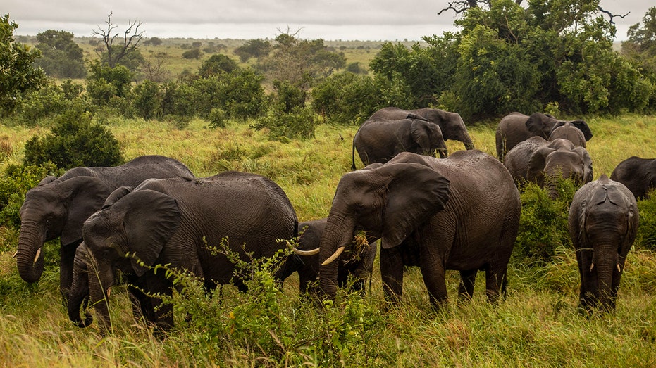 South African elephant kills tourist who was trying to save children at Kruger National Park