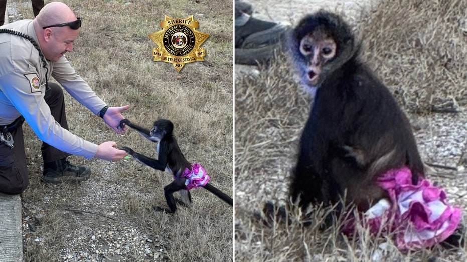 Tutu-wearing monkey picked up near highway in 'bananas situation'