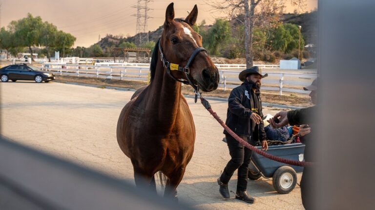 Compton Cowboys step up during Los Angeles wildfires to rescue endangered horses