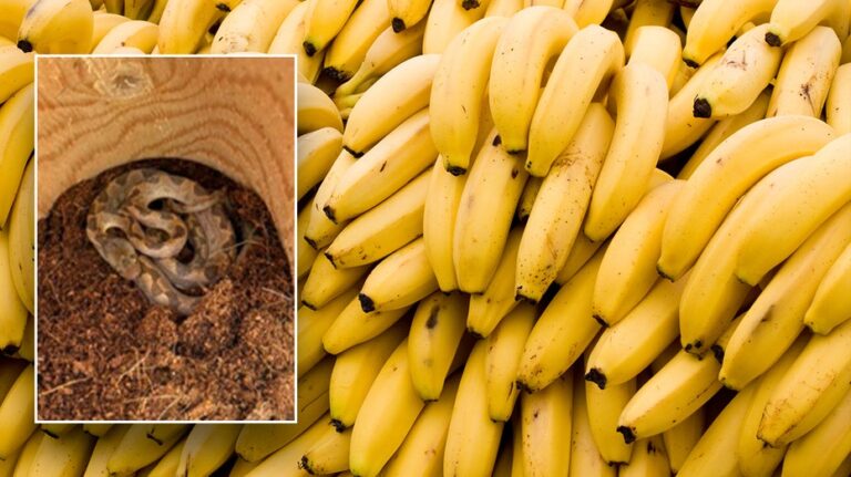 'Unwanted hitchhiker' found in grocery store's banana shipment 'a first' for conservation agency