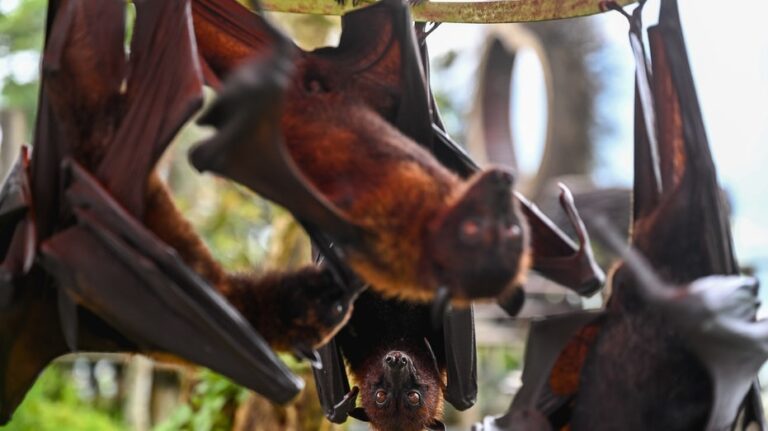 New bat coronavirus discovered in China sparks pandemic concerns