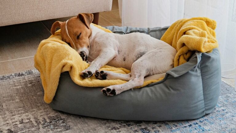 The Wayfair Presidents Day sale offers hundreds off on rugs, bedding, cookware and pet products