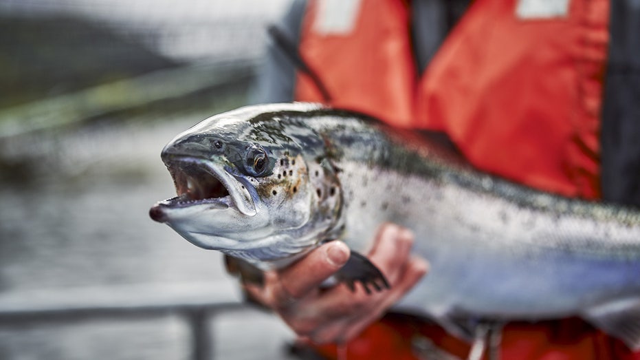 Company offers cash for escaped fish if caught by 'registered fishermen'