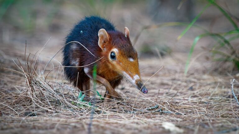 Potentially deadly zoonotic virus found in US, sparking concerns of spread to humans