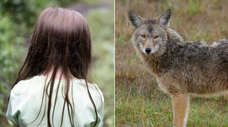 Washington girl, 4, ‘dragged’ by coyote just inches from door amid string of alarming encounters: report