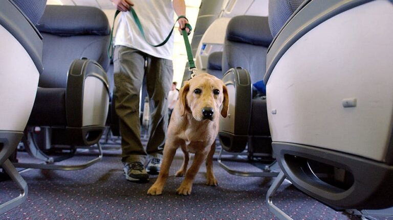 Flight passenger says dog barked 'nonstop' during 8-hour flight, sparking debate among travelers