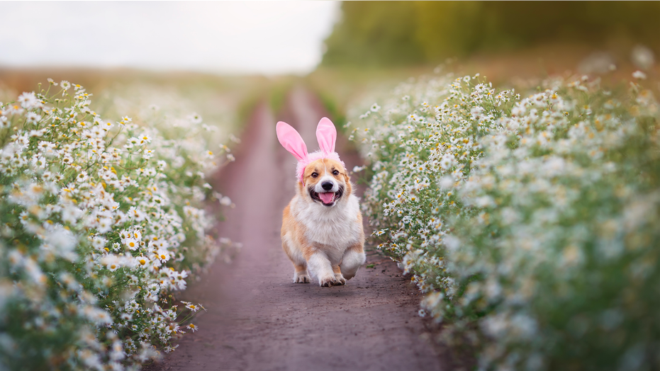 10 treats and toys to celebrate Easter with your dog