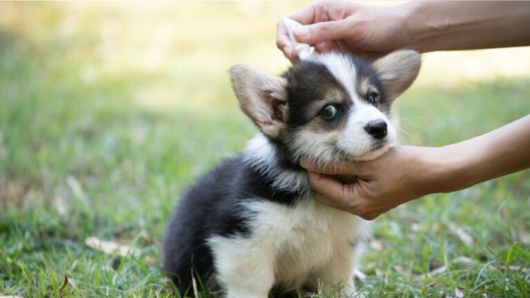 Prepare your pets for warmer weather with these flea, tick and allergy medications