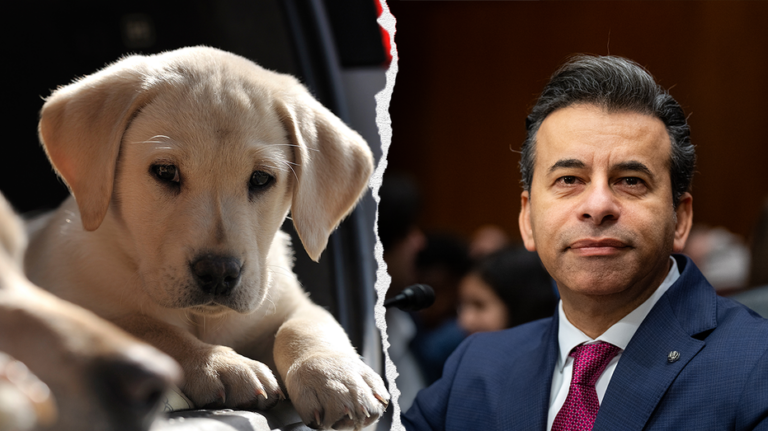 FDA phasing out some animal testing in 'win-win' for ethics and public health: commissioner
