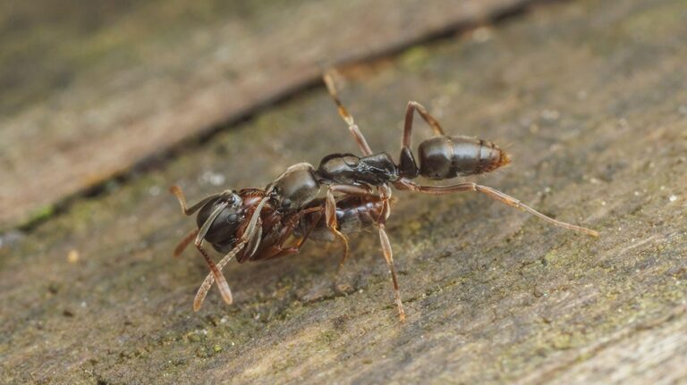 Invasive insect poses health threat in 19 states, expert warns