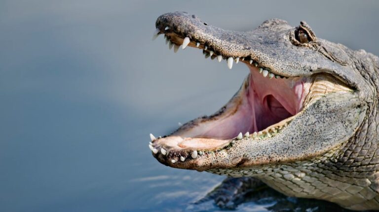 What causes nearly every alligator attack on humans? Study offers conclusive answer