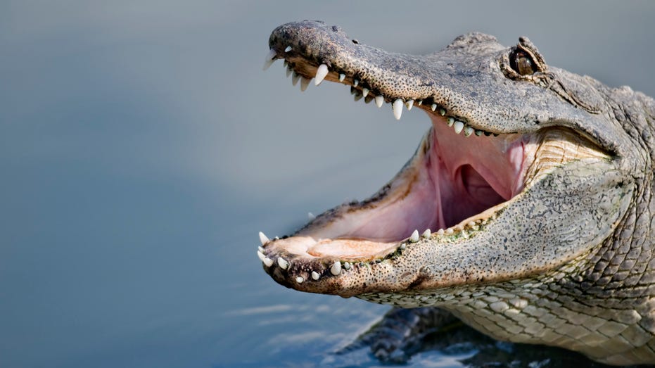 What causes nearly every alligator attack on humans? Study offers conclusive answer