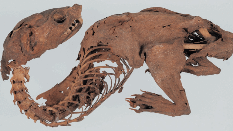 Experts solve mystery of ancient 'mummified dragon' discovered by Japanese shogun