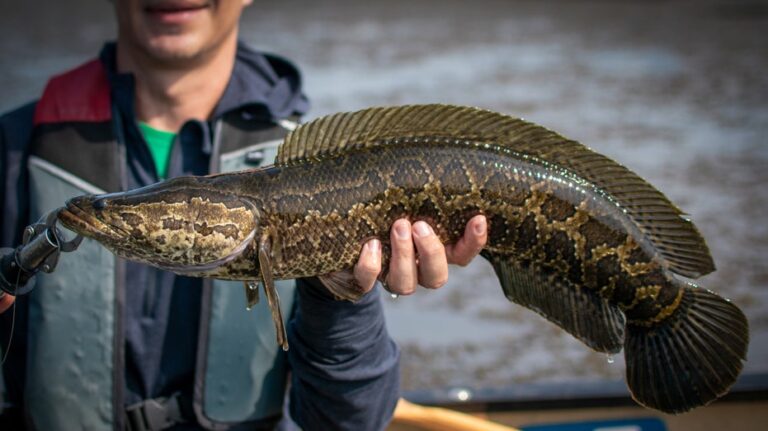Invasive fish competition returns with anglers making 'Reel Rewards'