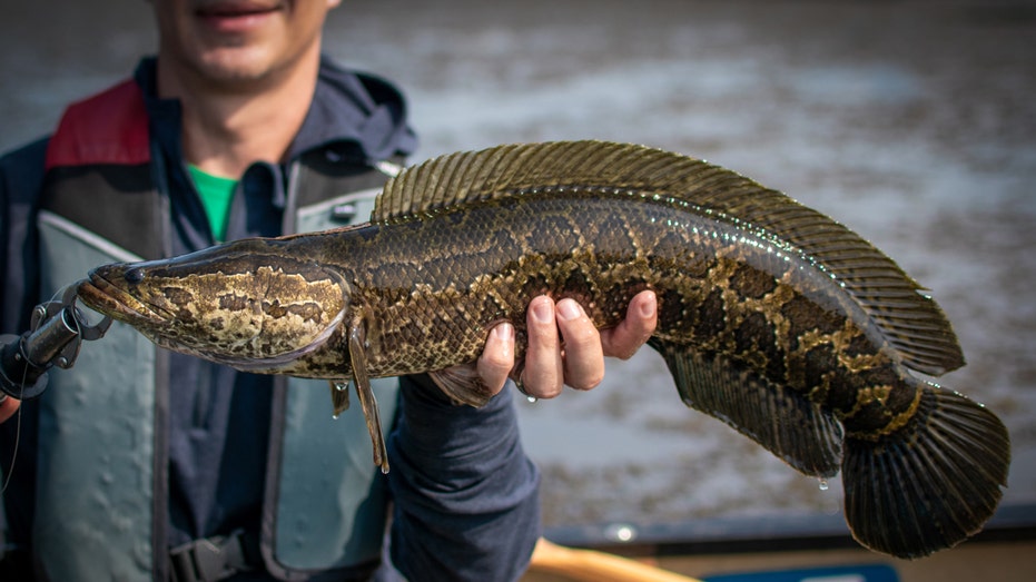 Invasive fish competition returns with anglers making 'Reel Rewards'