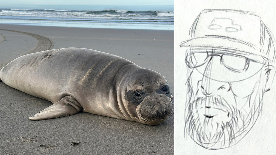 Oregon seal pup stabbed multiple times as NOAA seeking to track down person of interest