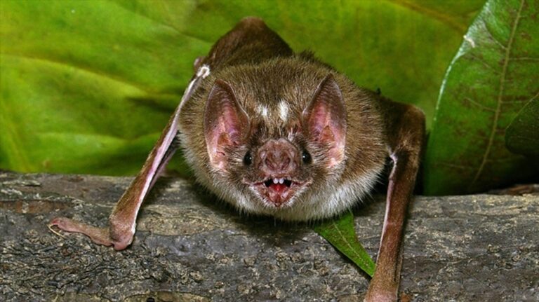 Vacation nightmare: 12 family members diagnosed with fungal disease after exploring Costa Rica cave
