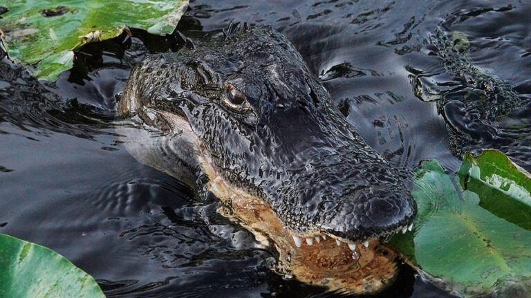 Trump administration approves 'Alligator Alcatraz' where ICE detainees face nature's own security system