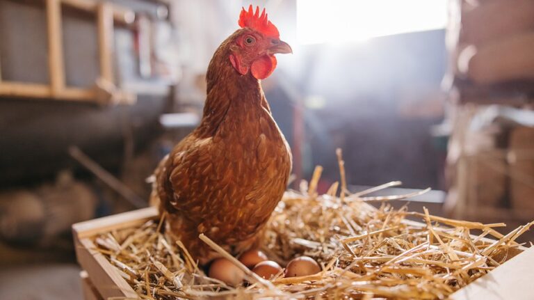 More Americans seek eggs at home as chicken coop interest surges: What experts want you to know