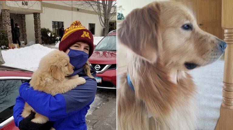 Dog shot during Minnesota lawmaker's murder put down days after attack