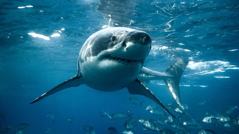 'Shark Week' host warns beachgoers where and when predators are most likely to attack