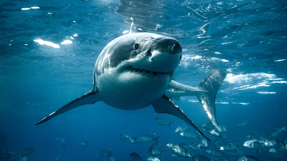 'Shark Week' host warns beachgoers where and when predators are most likely to attack