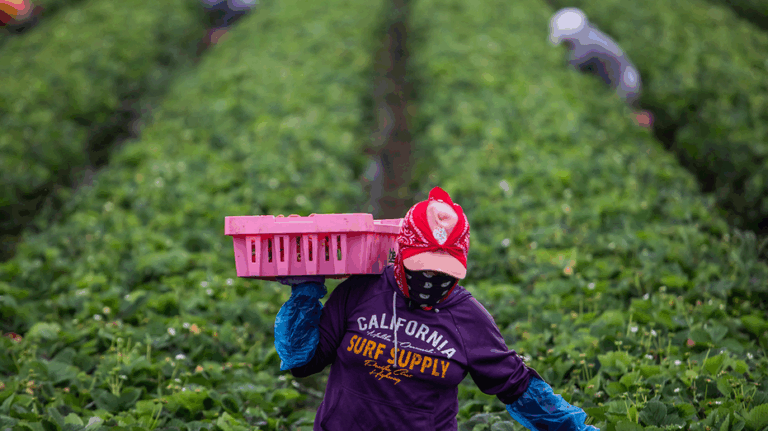 Trump urges 'temporary pass' from immigration crackdown for key industries: 'I cherish our farmers'