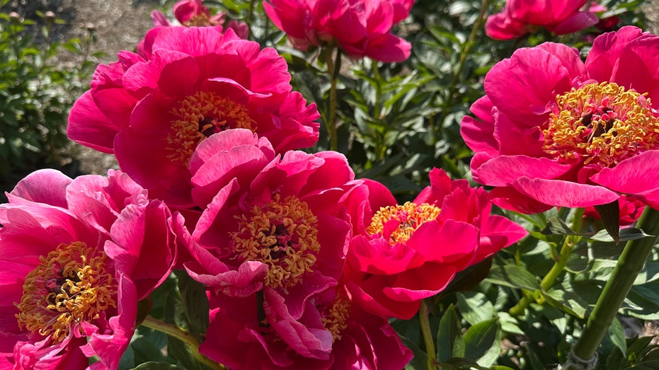 Historic university garden vandalized in apparent anti-Israel statement: 'Don't waste your tears'