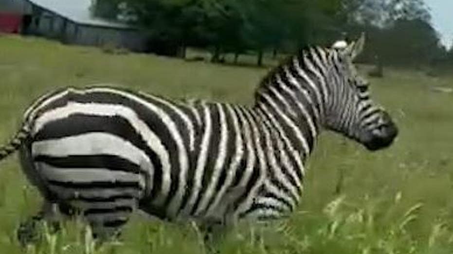 Escaped zebra caught on camera running along busy Tennessee roadway as chaos forces lane closures