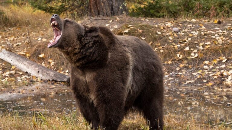 Woman saves husband's life with bear spray during grizzly attack in wilderness
