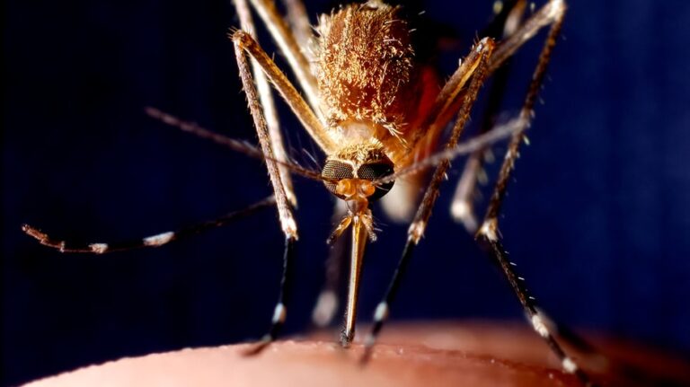Health officials alarmed by unprecedented July spike in West Nile-infected mosquitoes in 2 major cities