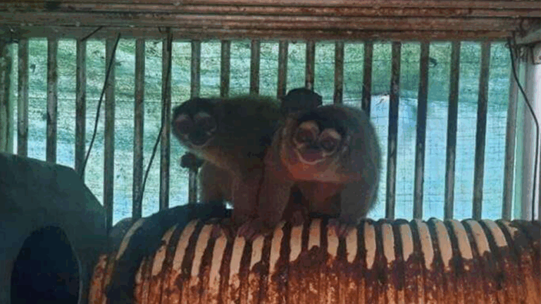 PETA applauds GOP lawmakers' demand to halt NIH funding for 'cruel' overseas animal testing